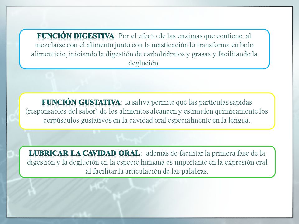 Función digestiva: Por el efecto de las enzimas que contiene, al mezclarse con el alimento junto con la masticación lo transforma en bolo alimenticio, iniciando la digestión de carbohidratos y grasas y facilitando la deglución.