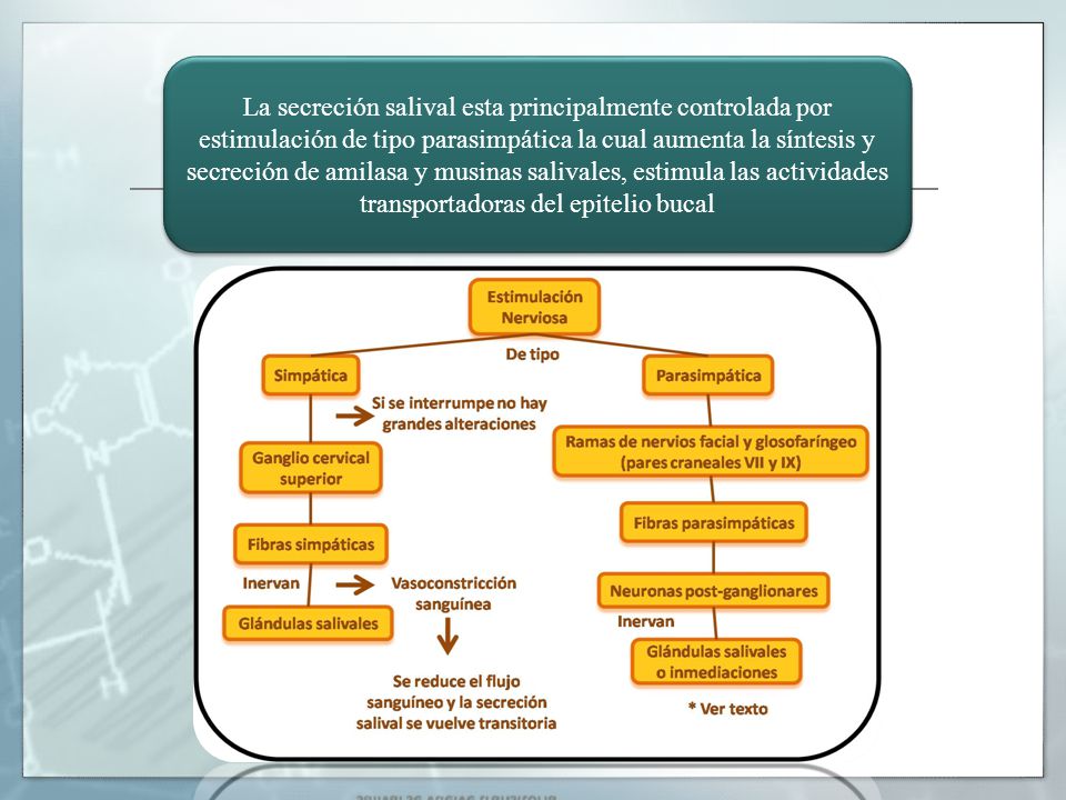 La secreción salival esta principalmente controlada por estimulación de tipo parasimpática la cual aumenta la síntesis y secreción de amilasa y musinas salivales, estimula las actividades transportadoras del epitelio bucal
