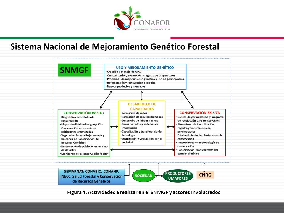 Figura 4. Actividades a realizar en el SNMGF y actores involucrados