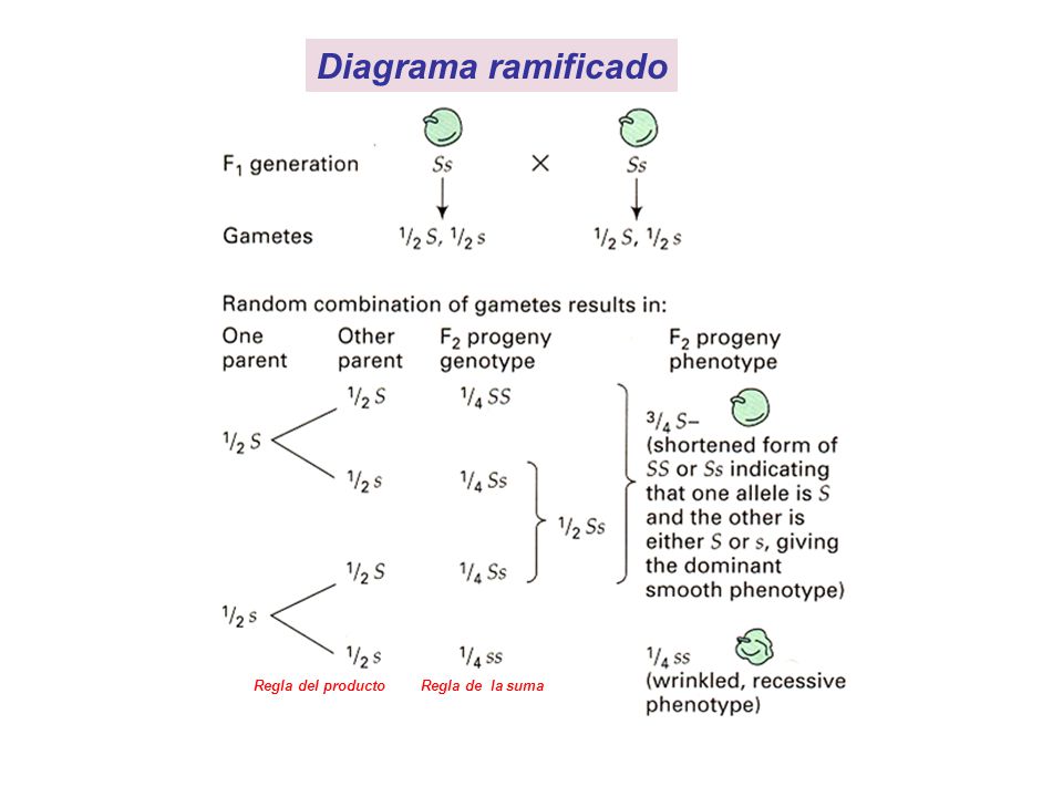 Diagrama ramificado Regla del producto Regla de la suma