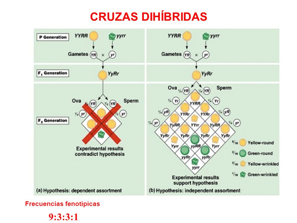 CRUZAS DIHÍBRIDAS Frecuencias fenotipicas 9:3:3:1