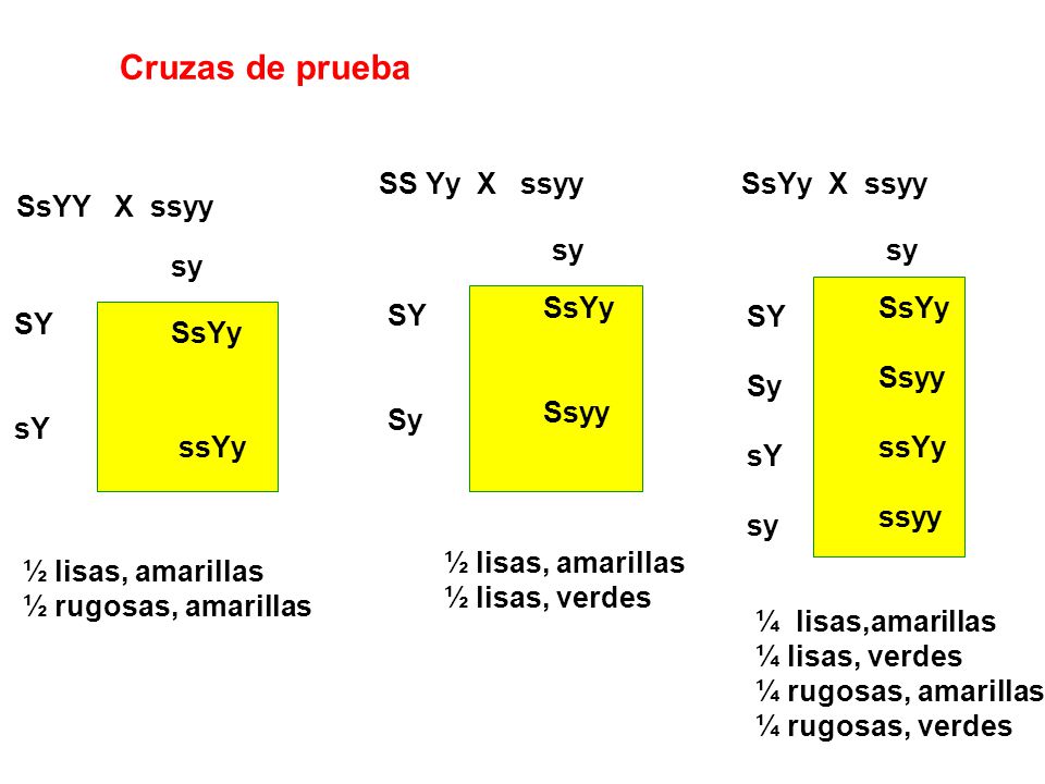 Cruzas de prueba SS Yy X ssyy SsYy X ssyy SsYY X ssyy sy sy sy SsYy