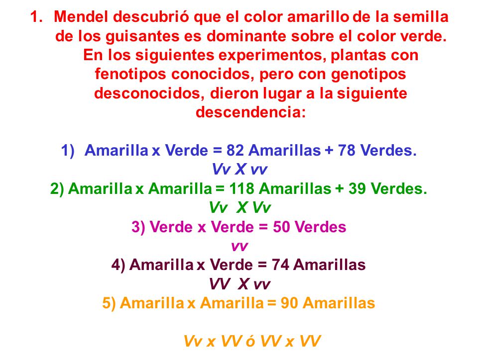 Amarilla x Verde = 82 Amarillas + 78 Verdes. Vv X vv