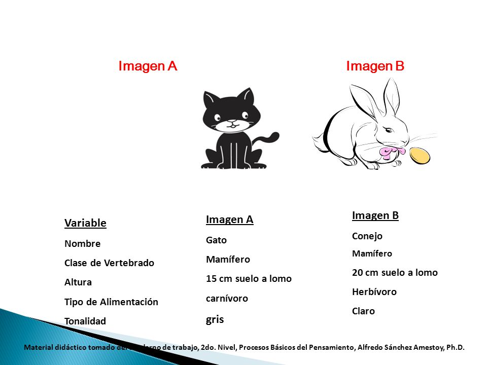 Imagen B Imagen A Variable gris Conejo Gato Nombre Mamífero