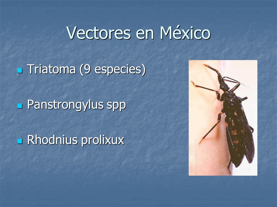 Vectores en México Triatoma (9 especies) Panstrongylus spp