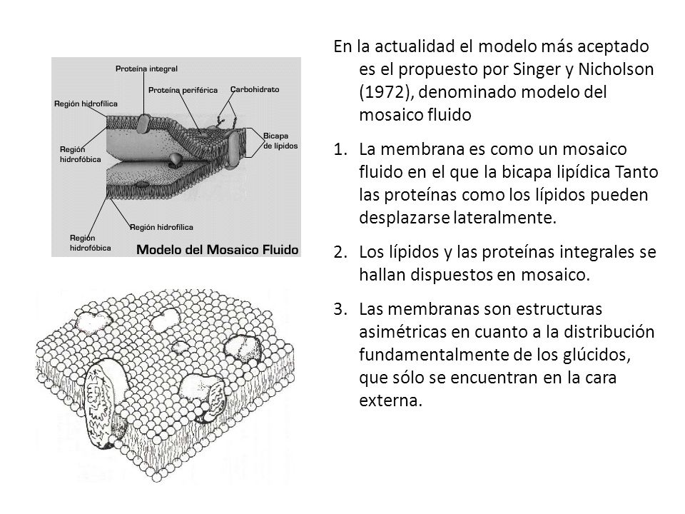En la actualidad el modelo más aceptado es el propuesto por Singer y Nicholson (1972), denominado modelo del mosaico fluido