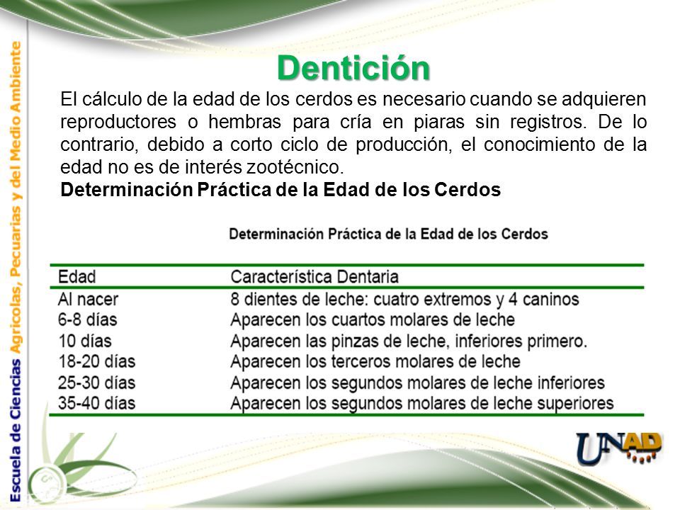 Dentición El cálculo de la edad de los cerdos es necesario cuando se adquieren.
