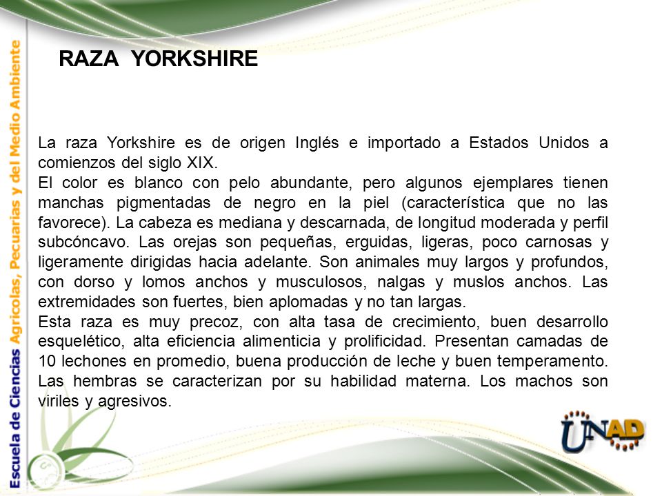 RAZA YORKSHIRE La raza Yorkshire es de origen Inglés e importado a Estados Unidos a comienzos del siglo XIX.