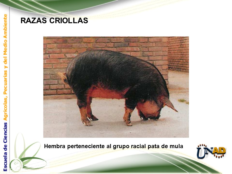 RAZAS CRIOLLAS Hembra perteneciente al grupo racial pata de mula