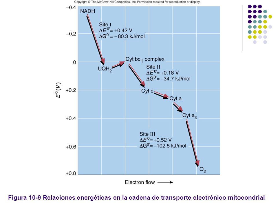 Figura 10-9 Relaciones energéticas en la cadena de transporte electrónico mitocondrial