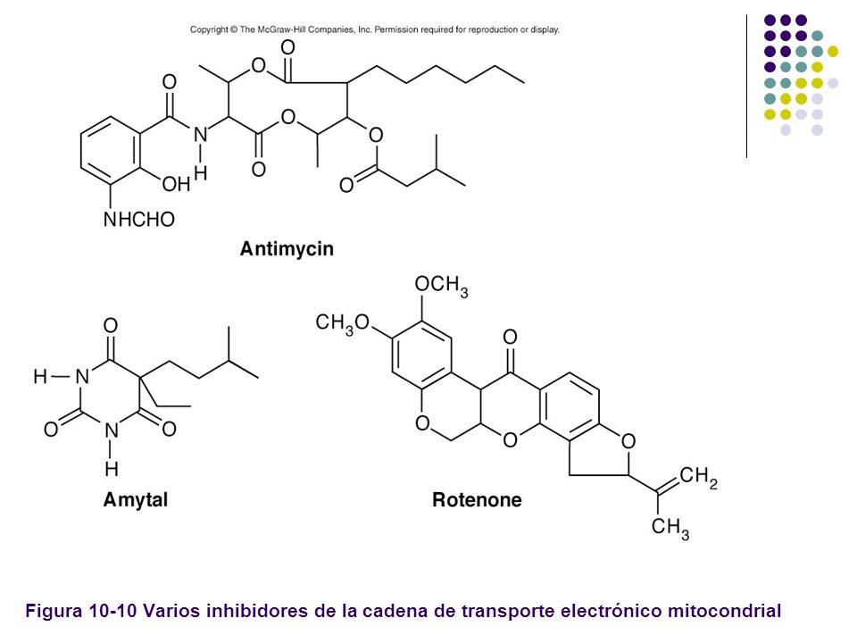 Figura Varios inhibidores de la cadena de transporte electrónico mitocondrial