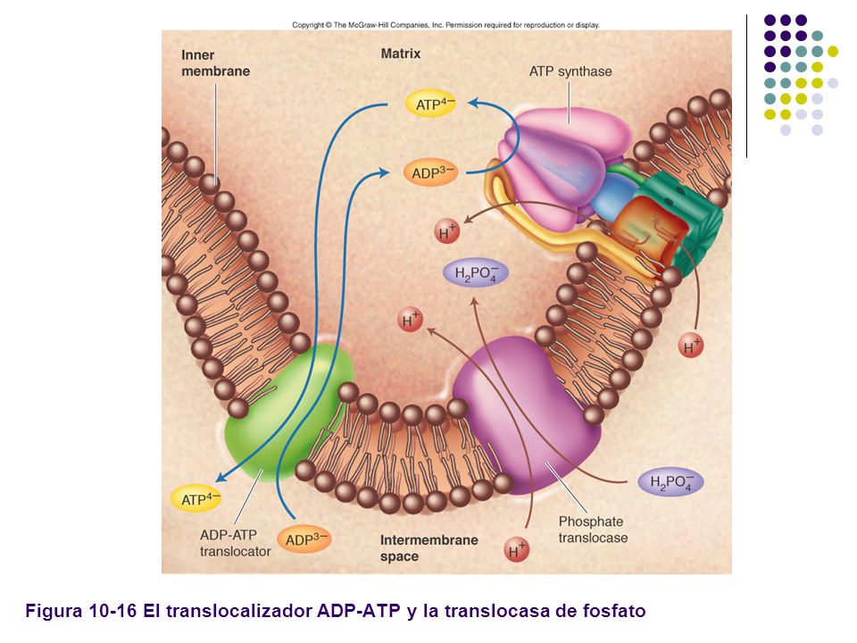 Figura El translocalizador ADP-ATP y la translocasa de fosfato