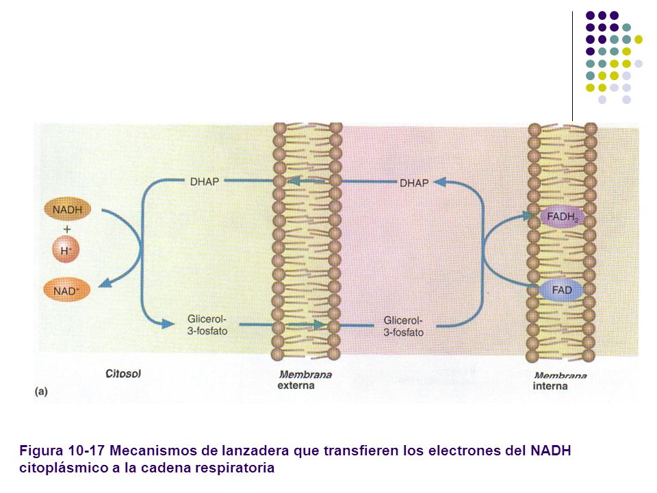 Figura Mecanismos de lanzadera que transfieren los electrones del NADH citoplásmico a la cadena respiratoria