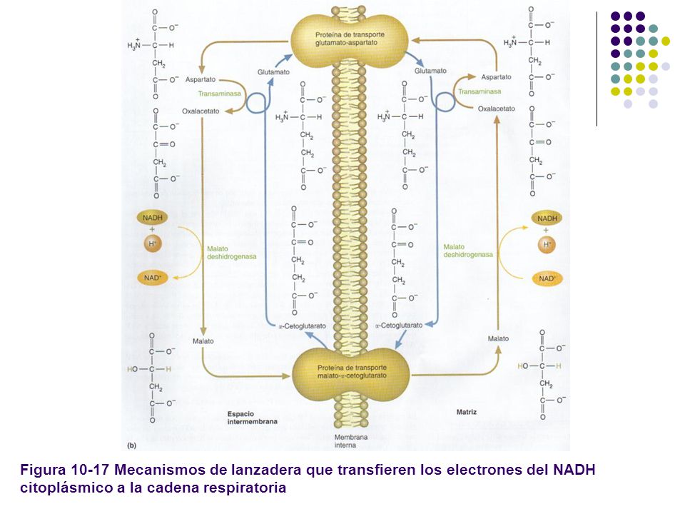 Figura Mecanismos de lanzadera que transfieren los electrones del NADH citoplásmico a la cadena respiratoria