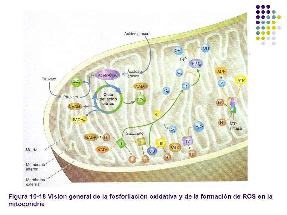 Figura Visión general de la fosforilación oxidativa y de la formación de ROS en la mitocondria