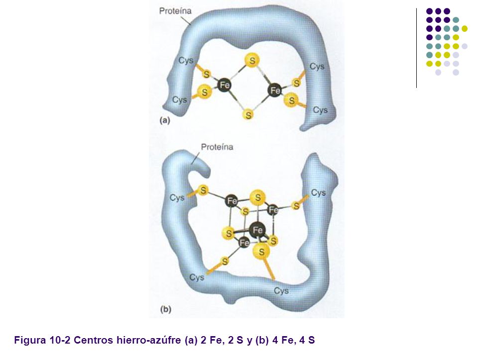 Figura 10-2 Centros hierro-azúfre (a) 2 Fe, 2 S y (b) 4 Fe, 4 S