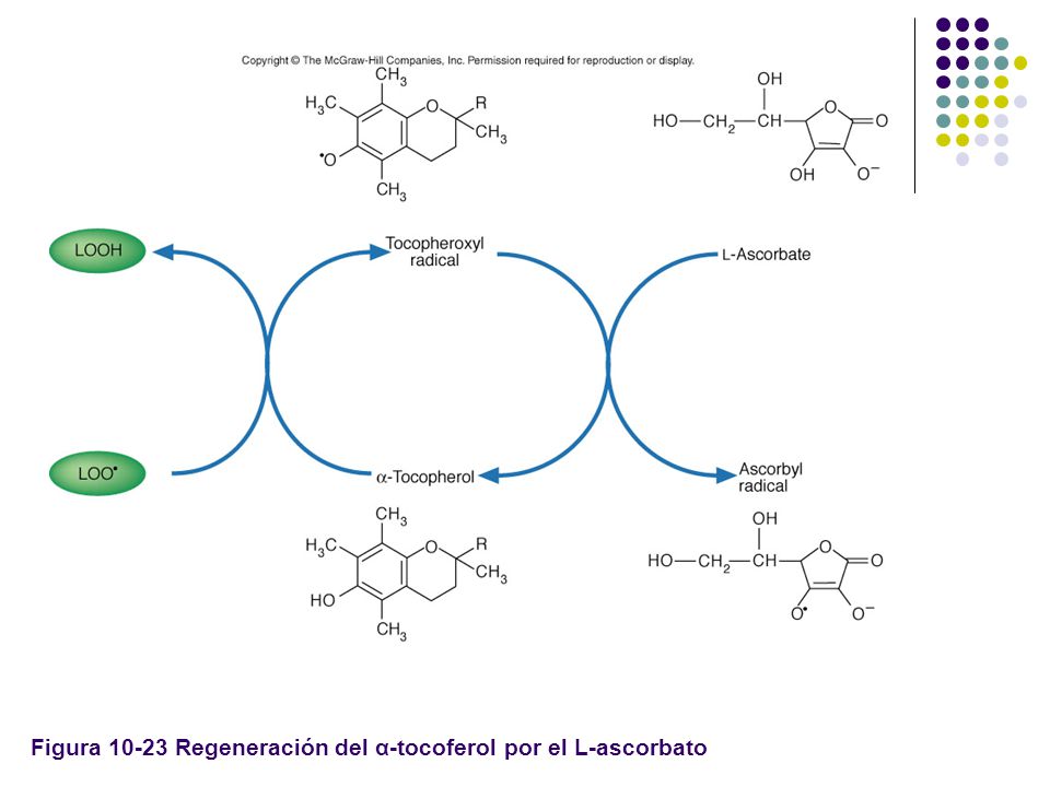 Figura Regeneración del α-tocoferol por el L-ascorbato