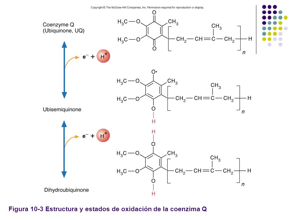 Figura 10-3 Estructura y estados de oxidación de la coenzima Q