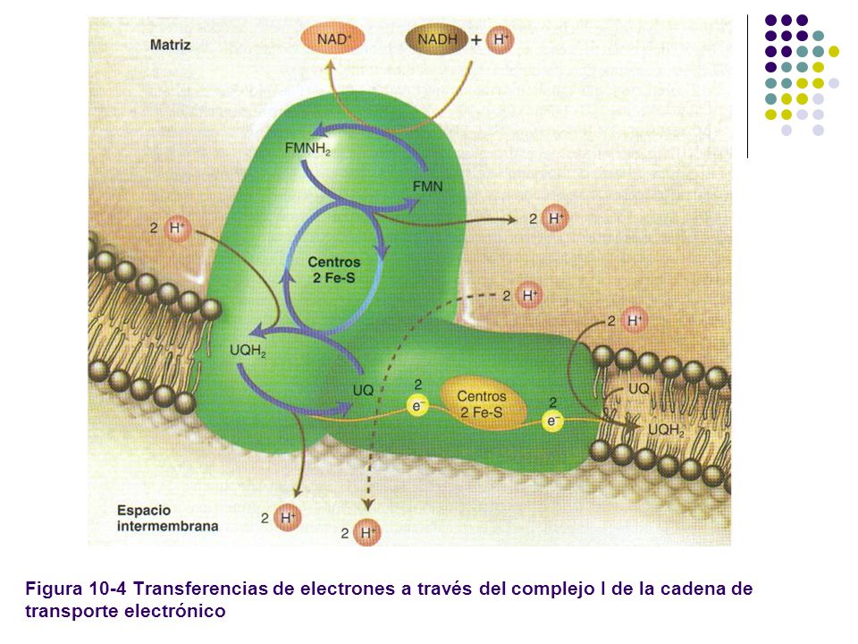 Figura 10-4 Transferencias de electrones a través del complejo I de la cadena de transporte electrónico