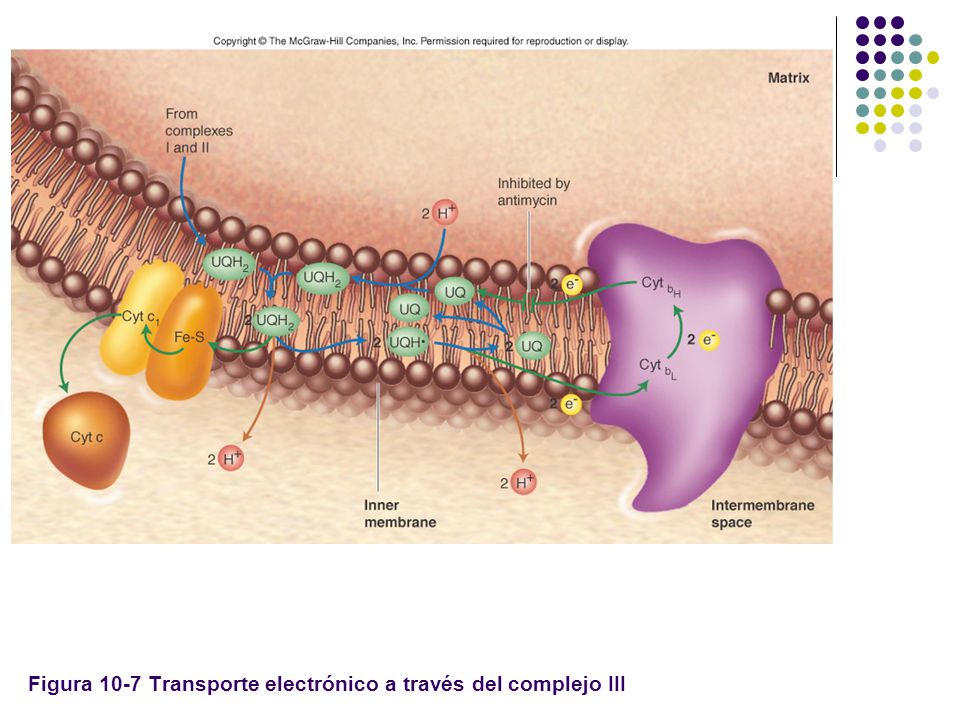 Figura 10-7 Transporte electrónico a través del complejo III