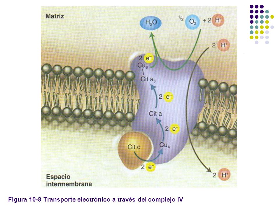 Figura 10-8 Transporte electrónico a través del complejo IV