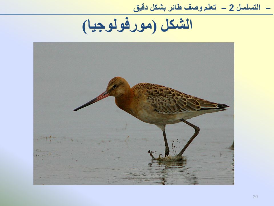 الشكل (مورفولوجيا) – التسلسل 2– تعلم وصف طائر بشكل دقيق