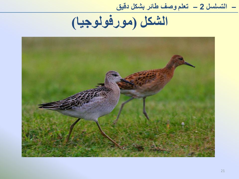 الشكل (مورفولوجيا) – التسلسل 2– تعلم وصف طائر بشكل دقيق