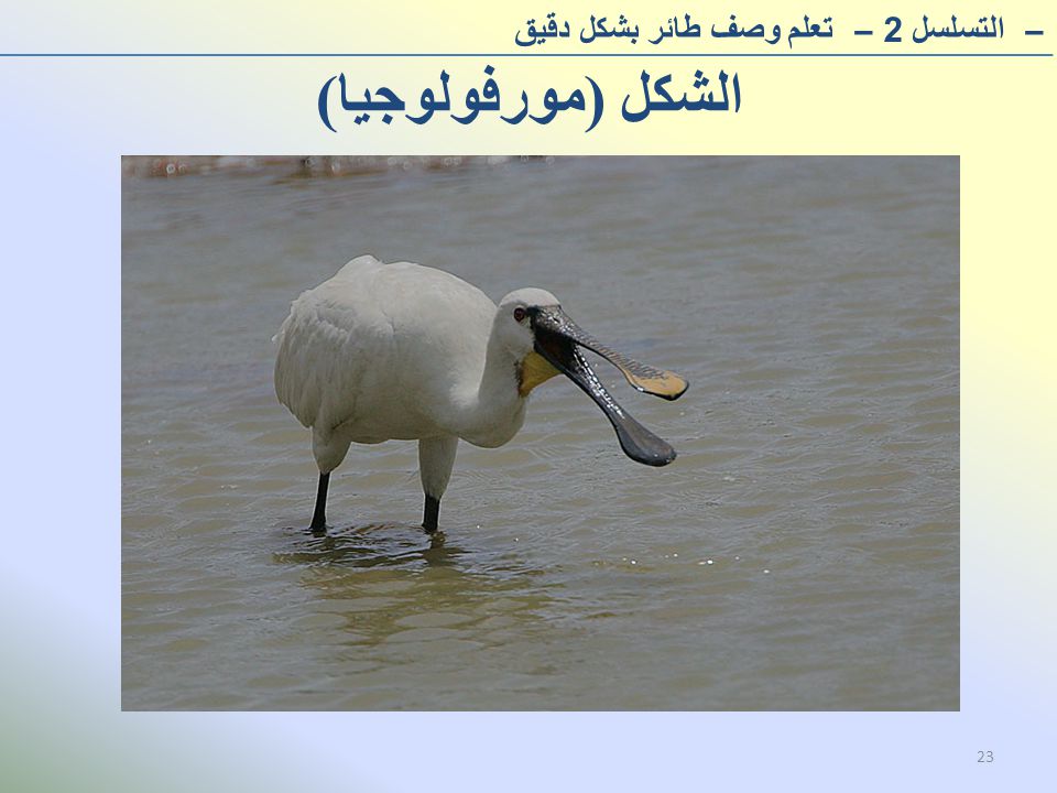 الشكل (مورفولوجيا) – التسلسل 2– تعلم وصف طائر بشكل دقيق