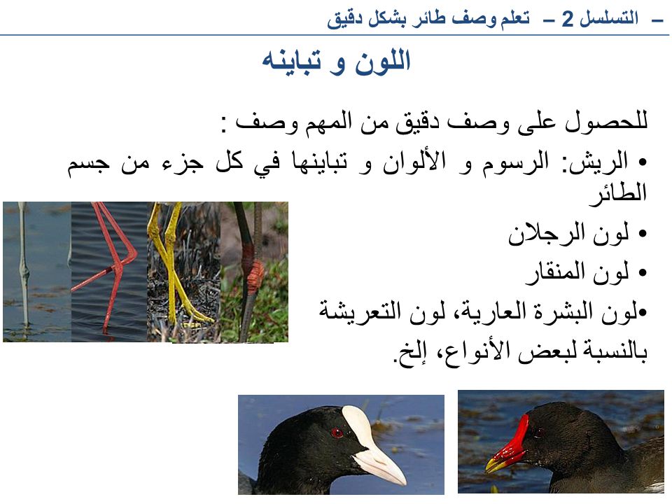 اللون و تباينه للحصول على وصف دقيق من المهم وصف :