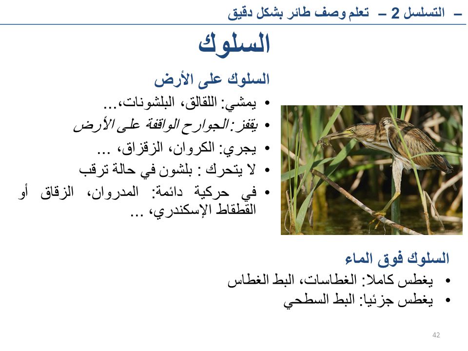 السلوك السلوك على الأرض السلوك فوق الماء يمشي: اللقالق، البلشونات،...