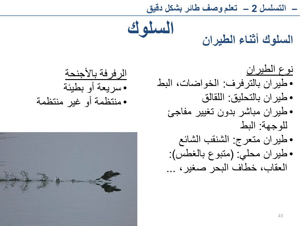 السلوك السلوك أثناء الطيران نوع الطيران طيران بالترفرف: الخواضات، البط