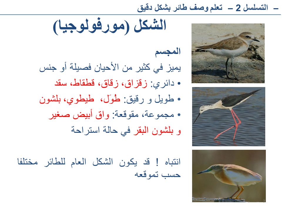 الشكل (مورفولوجيا) المجسم يميز في كثير من الأحيان فصيلة أو جنس