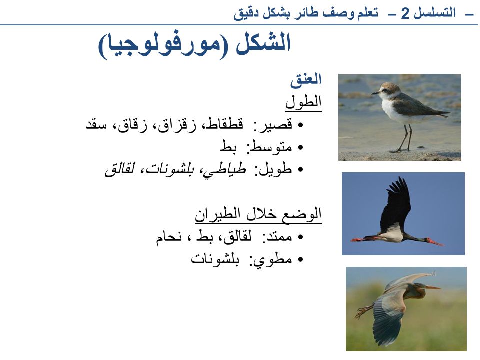الشكل (مورفولوجيا) العنق الطول قصير: قطقاط، زقزاق، زقاق، سقد متوسط: بط