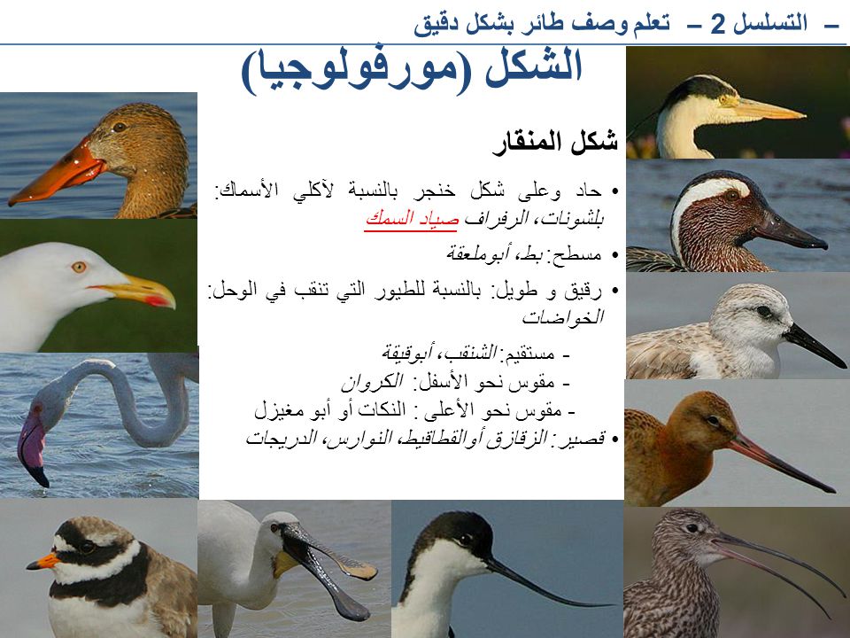 الشكل (مورفولوجيا) شكل المنقار – التسلسل 2– تعلم وصف طائر بشكل دقيق