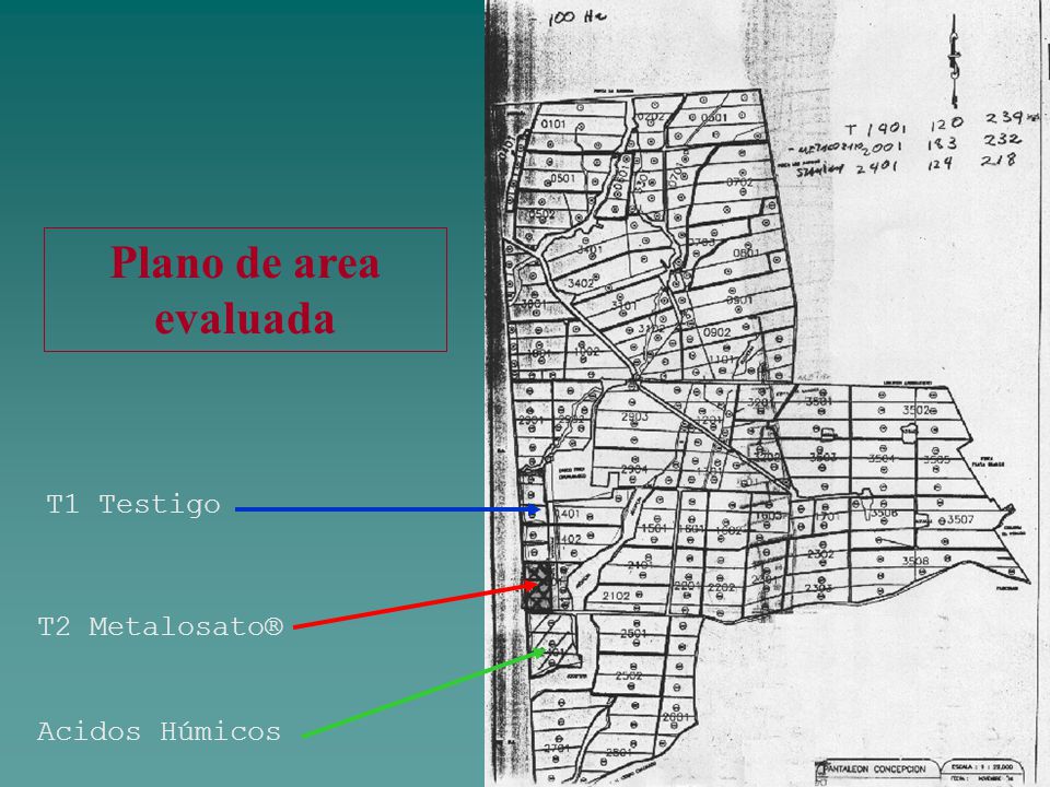 Plano de area evaluada T1 Testigo T2 Metalosato® Acidos Húmicos