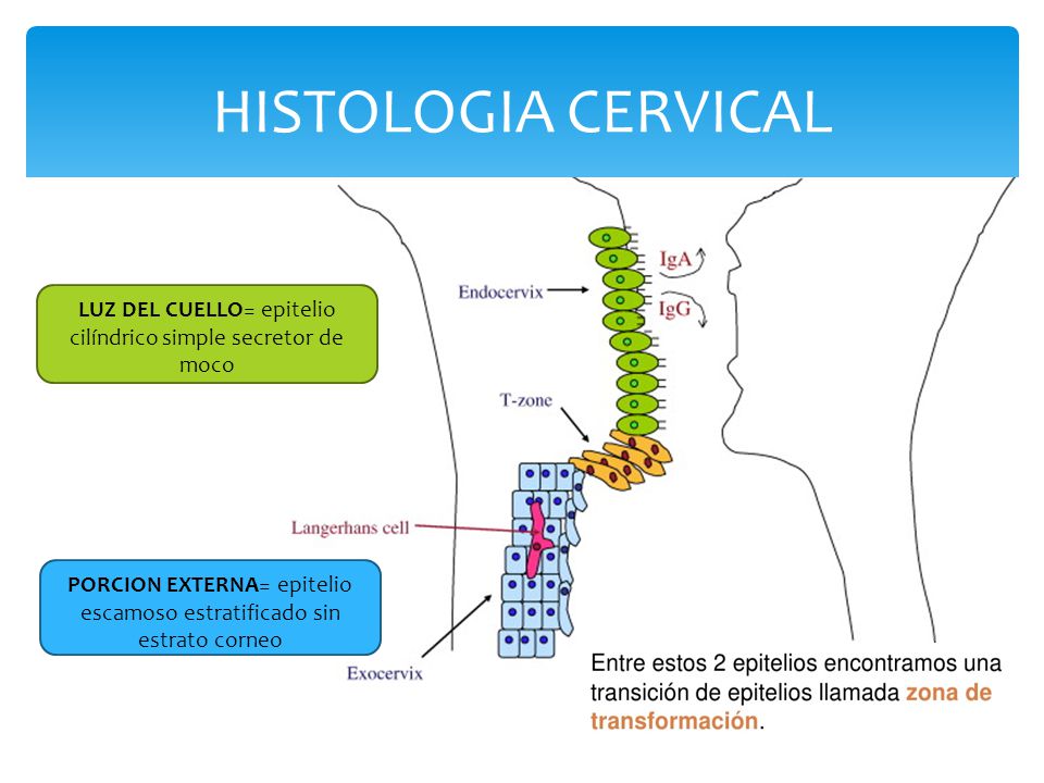 HISTOLOGIA CERVICAL LUZ DEL CUELLO= epitelio cilíndrico simple secretor de moco.