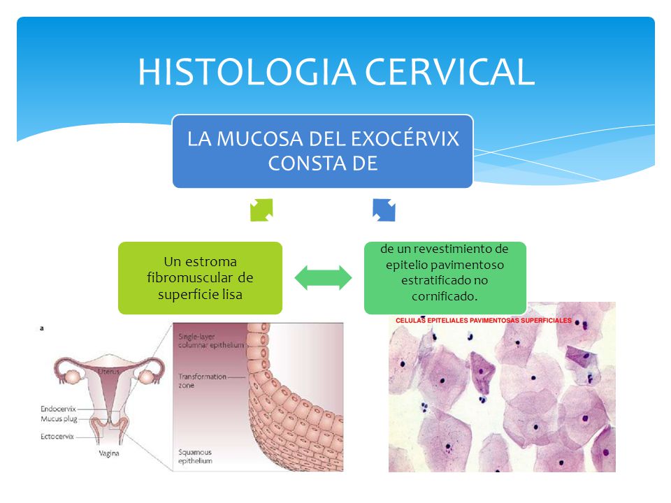 histología del endocérvix