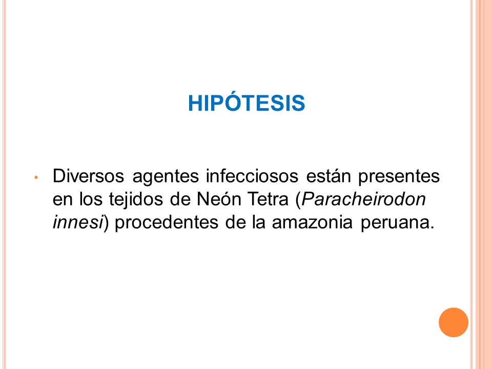 HIPÓTESIS Diversos agentes infecciosos están presentes en los tejidos de Neón Tetra (Paracheirodon innesi) procedentes de la amazonia peruana.