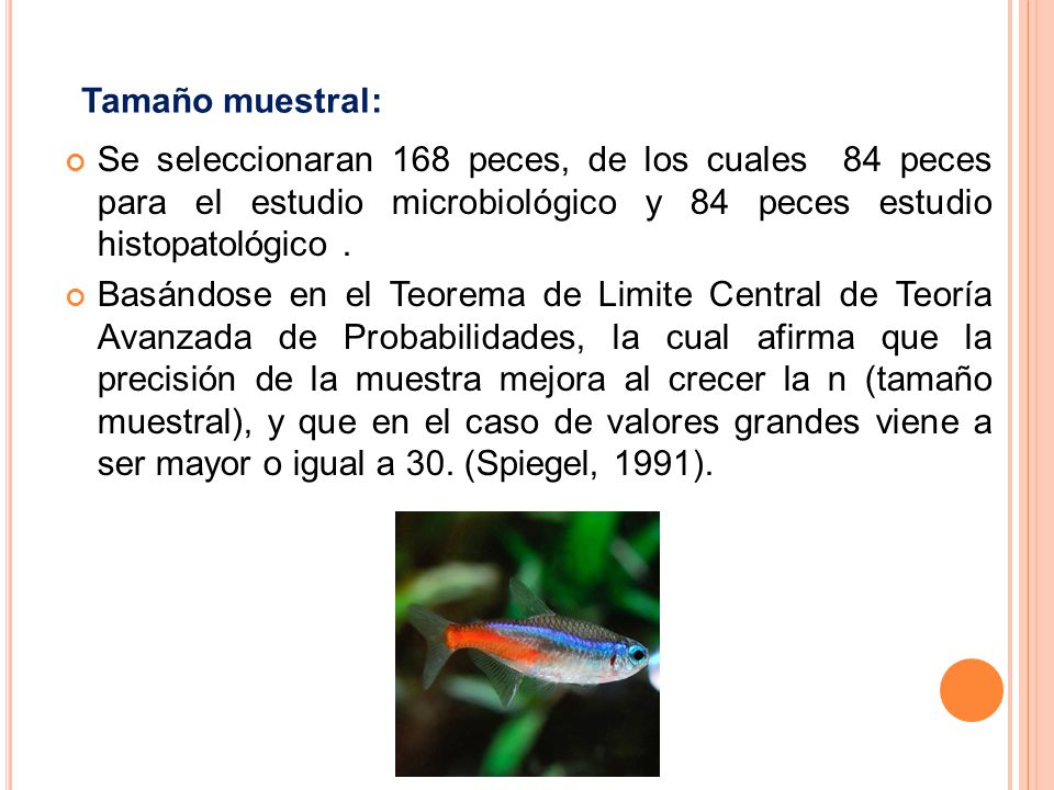 Tamaño muestral: Se seleccionaran 168 peces, de los cuales 84 peces para el estudio microbiológico y 84 peces estudio histopatológico .