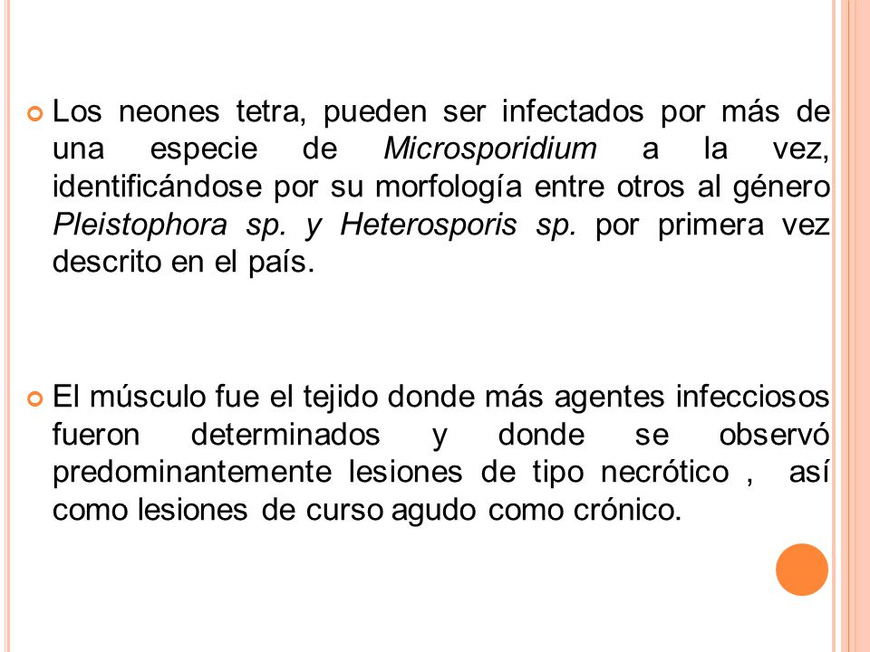 Los neones tetra, pueden ser infectados por más de una especie de Microsporidium a la vez, identificándose por su morfología entre otros al género Pleistophora sp. y Heterosporis sp. por primera vez descrito en el país.