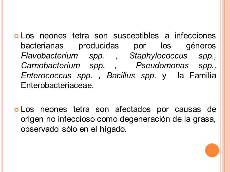 Los neones tetra son susceptibles a infecciones bacterianas producidas por los géneros Flavobacterium spp. , Staphylococcus spp., Carnobacterium spp. , Pseudomonas spp., Enterococcus spp. , Bacillus spp. y la Familia Enterobacteriaceae.