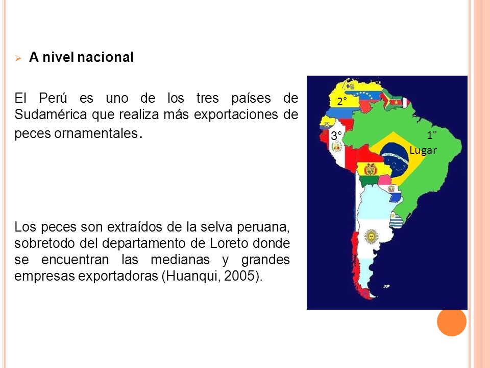 A nivel nacional El Perú es uno de los tres países de Sudamérica que realiza más exportaciones de peces ornamentales.