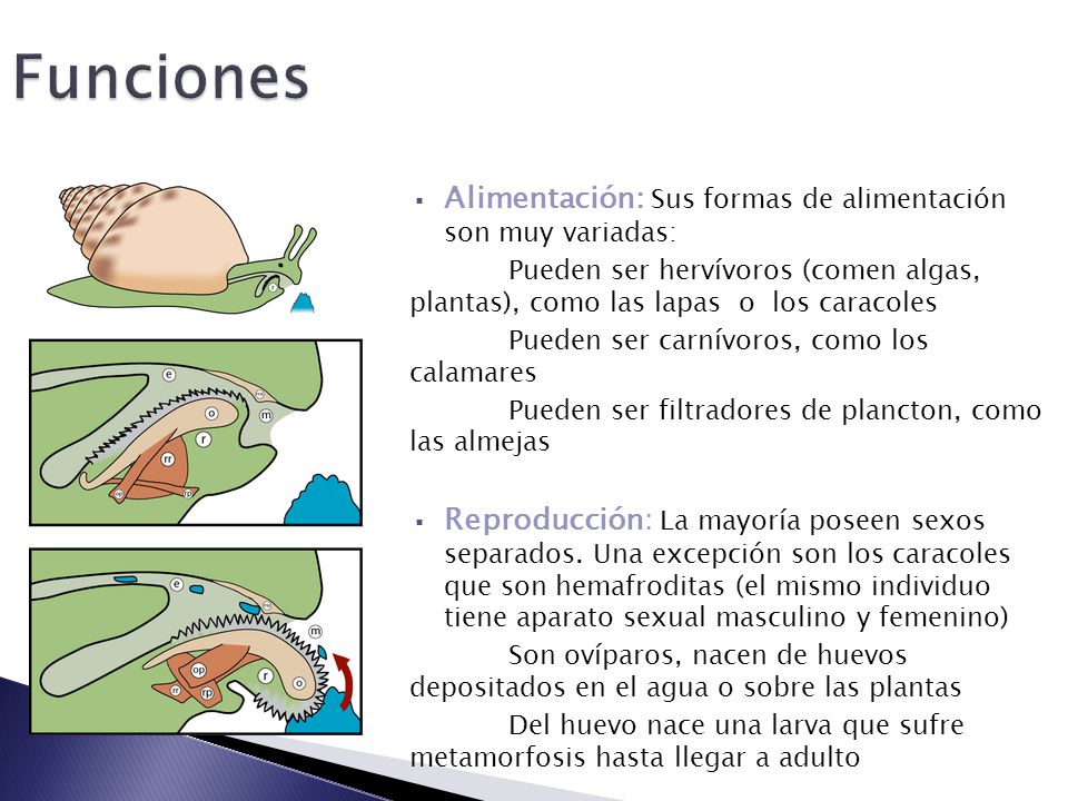 Funciones Alimentación: Sus formas de alimentación son muy variadas: