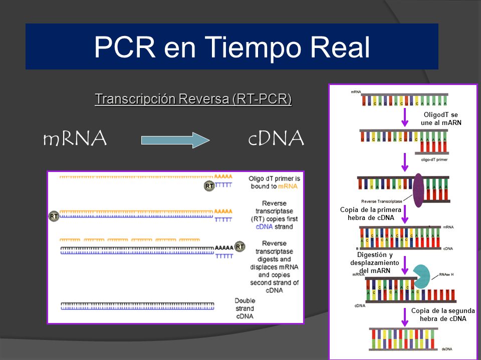 mRNA cDNA PCR en Tiempo Real PCR en tiempo real