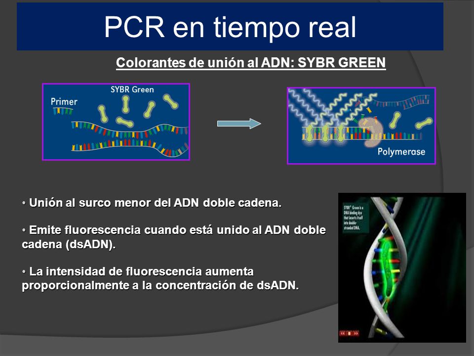 PCR en tiempo real Colorantes de unión al ADN: SYBR GREEN