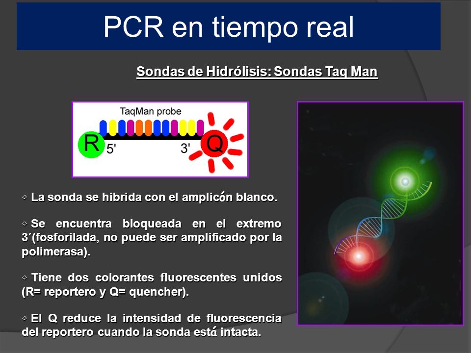 PCR en tiempo real Sondas de Hidrólisis: Sondas Taq Man