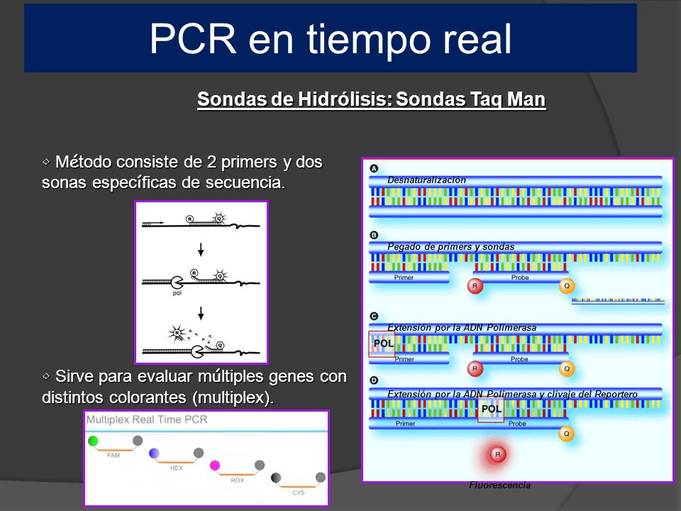 PCR en tiempo real Sondas de Hidrólisis: Sondas Taq Man
