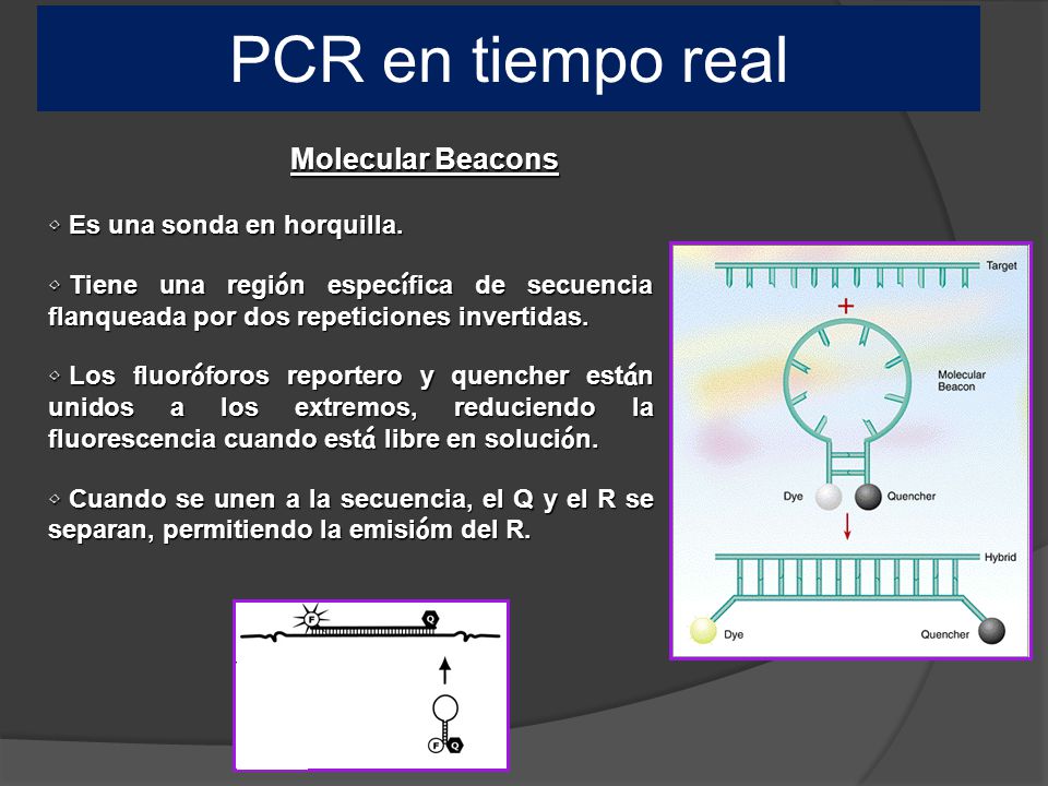PCR en tiempo real Molecular Beacons Es una sonda en horquilla.