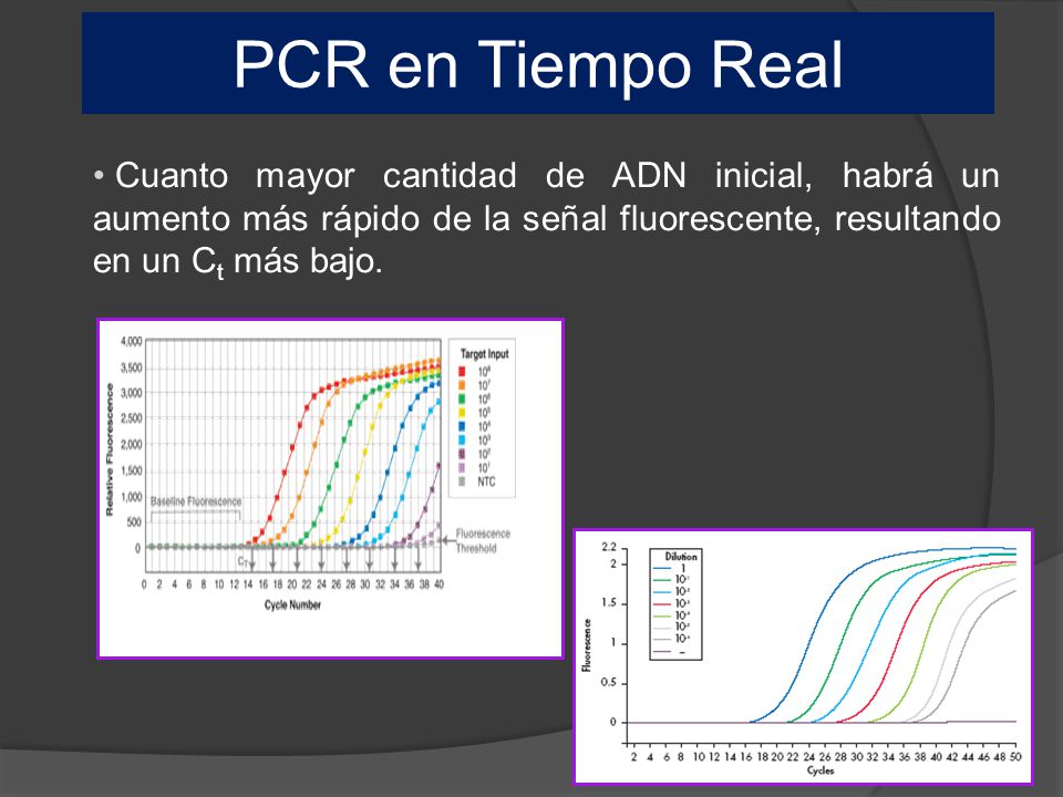 PCR en Tiempo Real Cuanto mayor cantidad de ADN inicial, habrá un aumento más rápido de la señal fluorescente, resultando en un Ct más bajo.