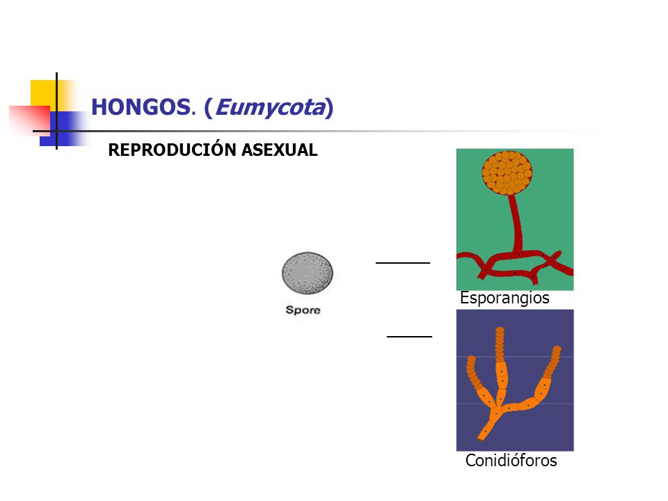 HONGOS. (Eumycota) REPRODUCIÓN ASEXUAL ______ Esporangios _____